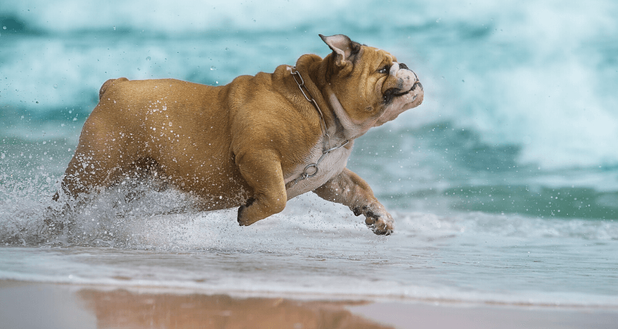 special dog breed jumping in ocean waves