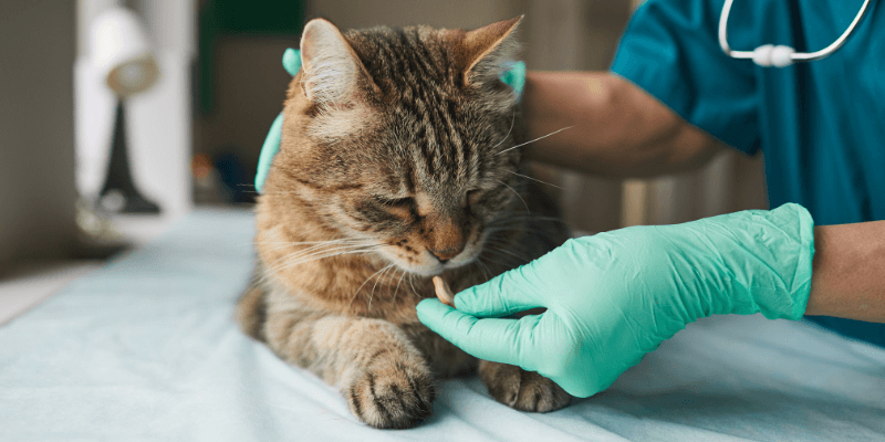 Cat receiving a vaccination from the vet to prevent parasites