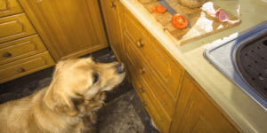 dog in kitchen wanting to eat Christmas food