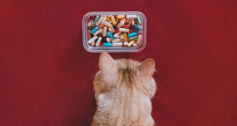 pet medication in front of a dog