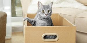 kitten in a wooden box, good advice for a new cat owner