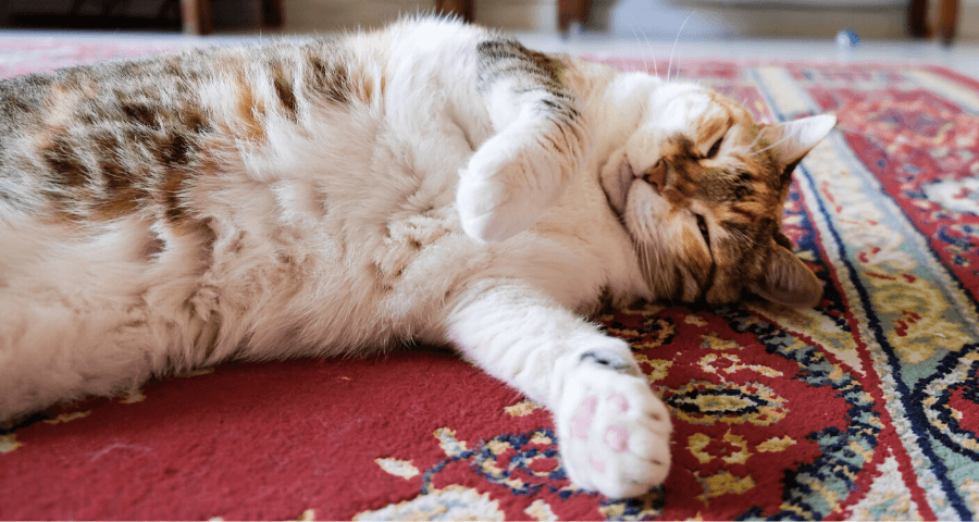 cat laying on floor with sensitive stomach issue