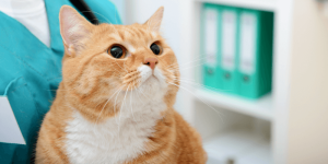 Cat in emergency room at vet