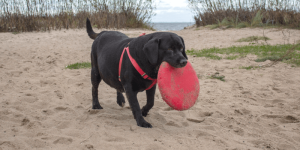 dog exercising on beach carrying frisbee as part of healthy weight management for pets