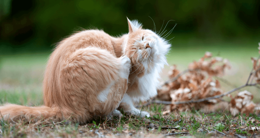 cat scratching its ear showing signs of atopy