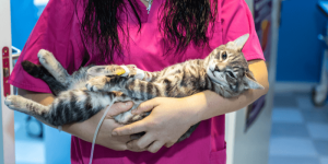 Vet nurse perform her daily duties holding a sick cat