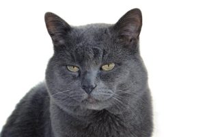 black elderly cat