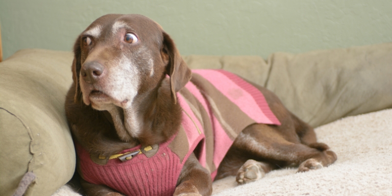 nervous looking brown dog sitting on couch perhaps experiencing pet anxiety