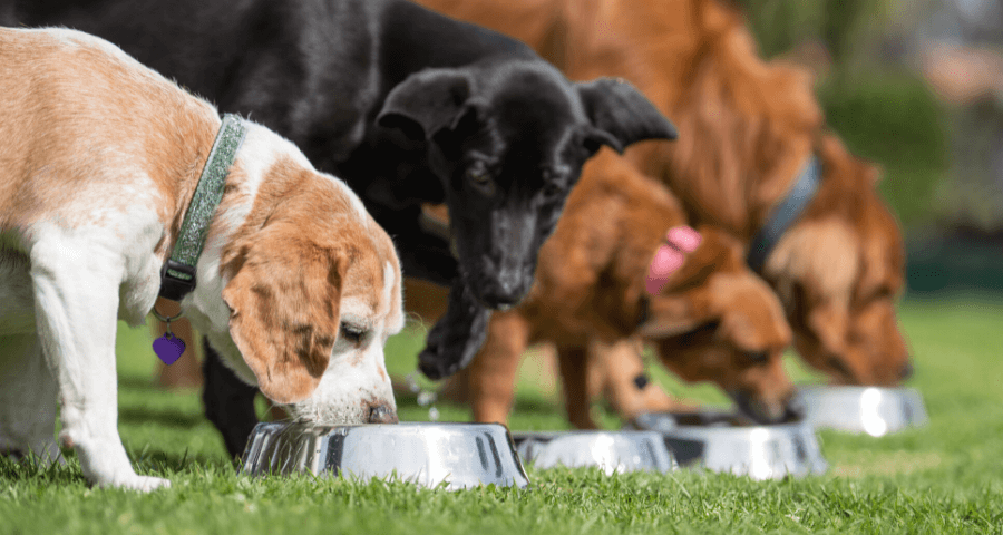 3 dogs eating from their bowls in the outdoors as part of a healthy diet and exercise program