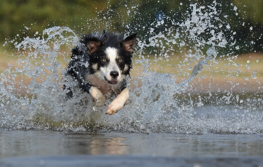 dog jumping through water to avoid summer heat hazards
