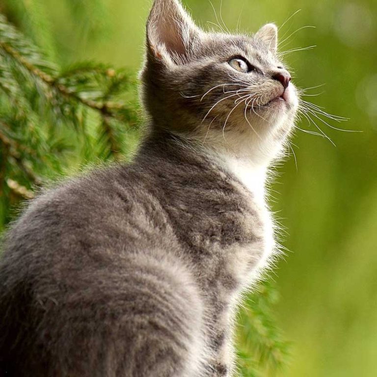 a cat looking up to the sky