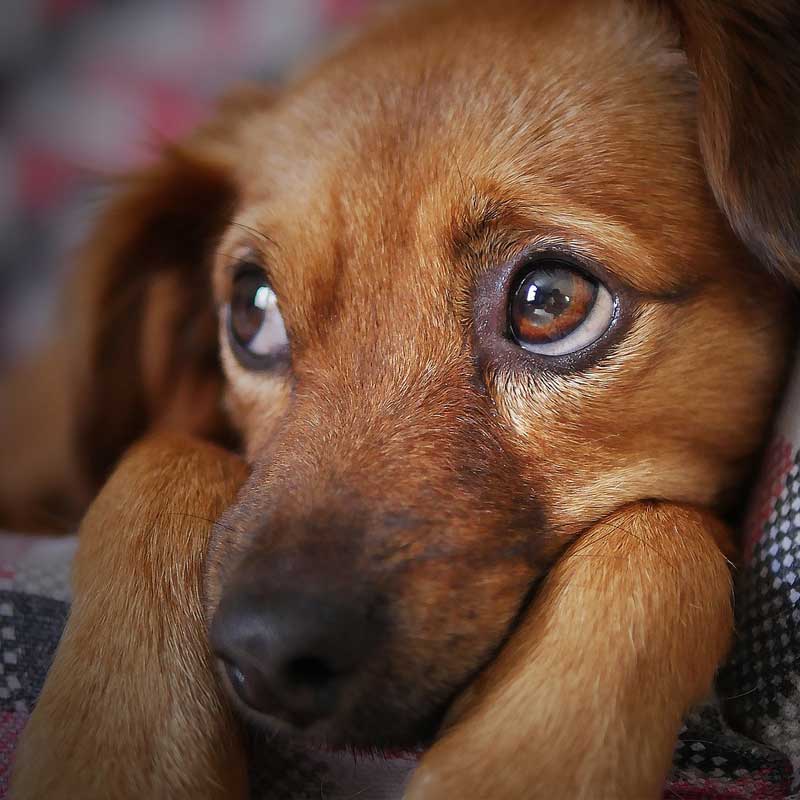a close up of a dog