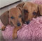 Review by Jane Wright Honda for her two dachshunds