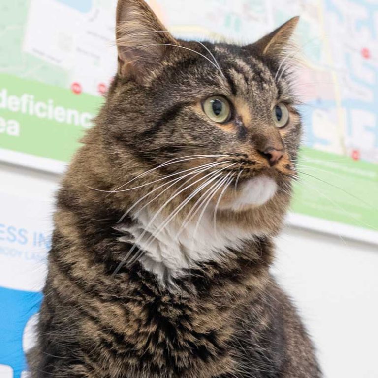 Happy Paws Vet Clinic Coombabah Open MonSat