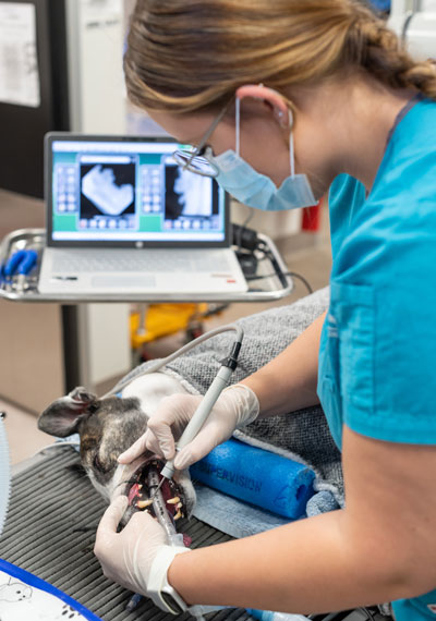 Happy Paws vet check a doggo's teeth during a pet dentistry service