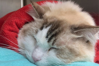 Kitty cat recovering after pet surgery at Happy Paws vet clinic
