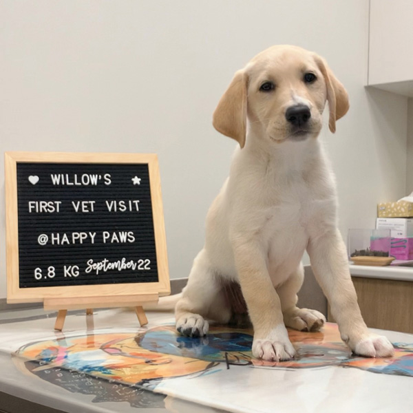 Willow getting his first pet vaccination at Happy Paws