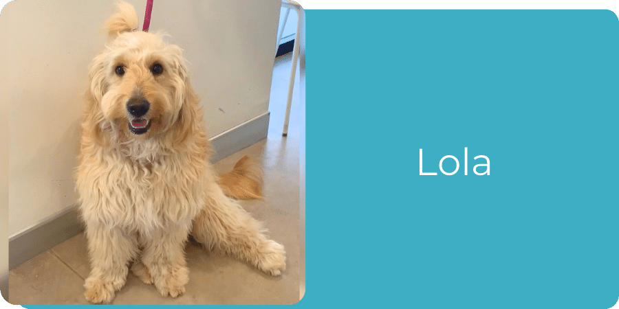 Lola, visitor to Happy Paws vet clinic