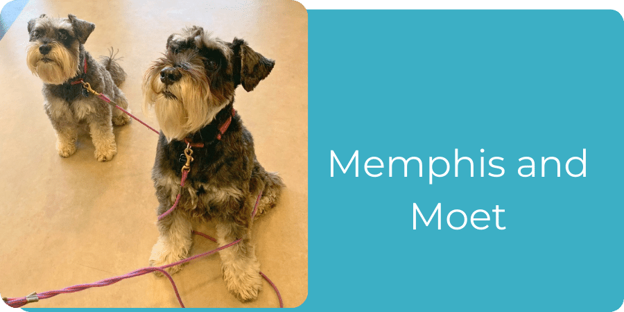 Miniature Schnauzers, Memphis and Moet - visitors to Happy Paws Veterinary Clinic during September