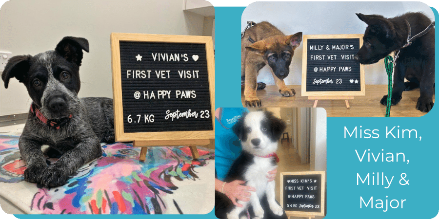 First time visitors to happy Paws Vet - Miss Kim, Vivian, Milly and Major