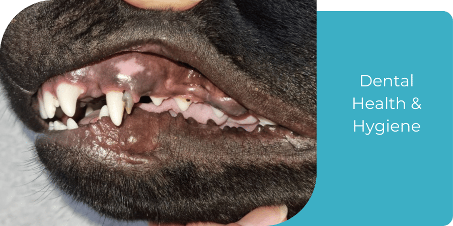 Closeup of doggo's teeth and gums