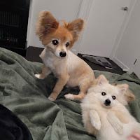 BG's fur kids