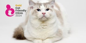 Closeup a contented, happy cat and the Gold Cat Friendly Clinic accreditation logo