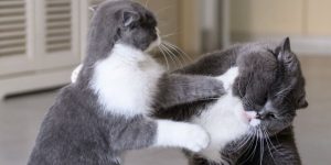 Two cats fighting resulting in cat fight wounds