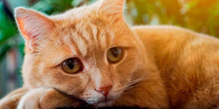 close-up of ginger cat looking a little sad