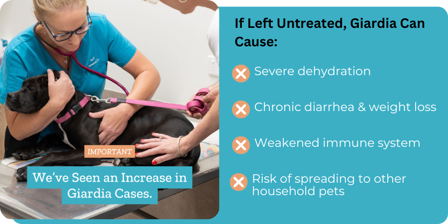 List of what Giadia in dogs causes if left untreated