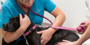 Vet holding a dog during a check up for Giardia