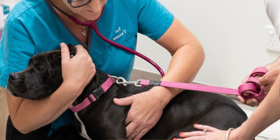 Vet holding a dog during a check up for Giardia
