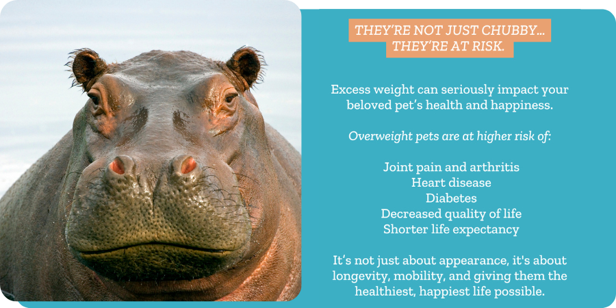 Hippo and list of overweight pet risks
