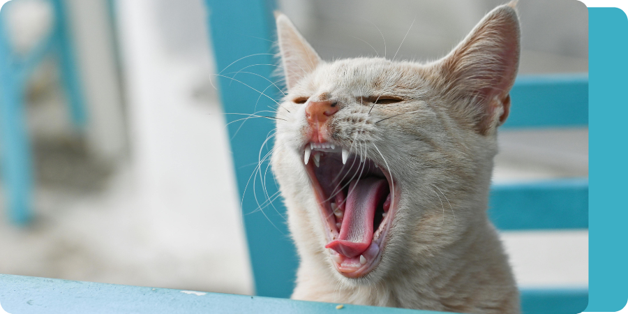 Yawning cat with open mouth