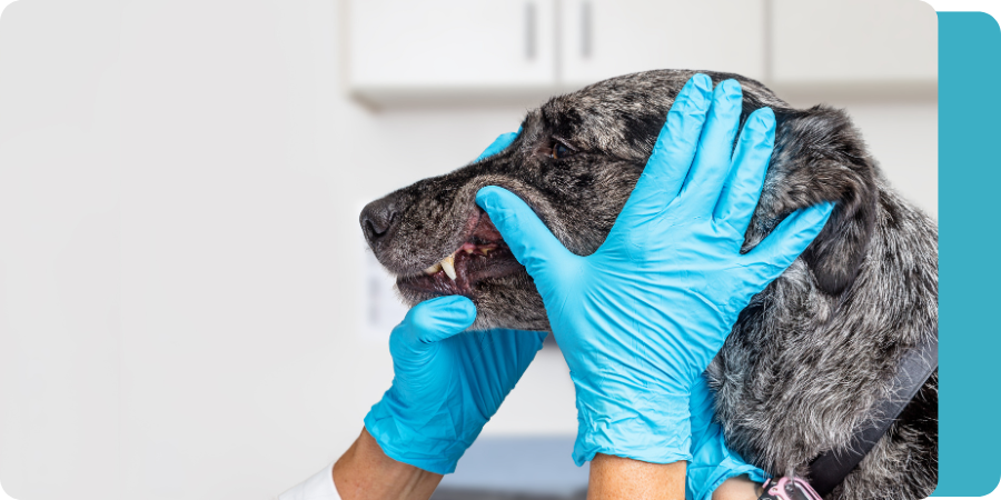 Veterinarian examining dog's dental health.