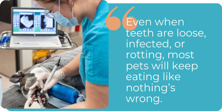 pet dental disease eating