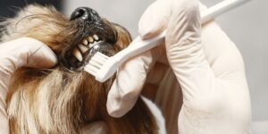 Brushing a dog's teeth carefully.