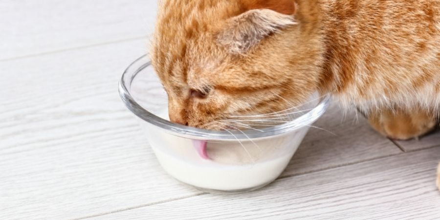 Ginger cat drinking from bowl