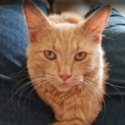 Kay Blackburn's kitty cat